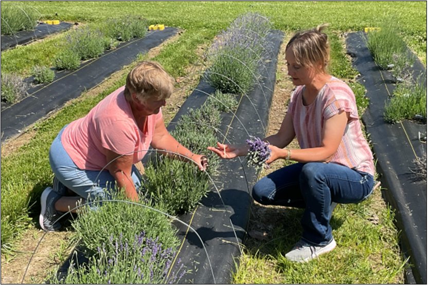 Master Gardener volunteer Diane Burger and MU Extension horticulture specialist Jennifer Schutter collect data on lavender plants every two weeks during the summer. Data collected included height and width of the plants, vigor and in bloom/not in bloom.