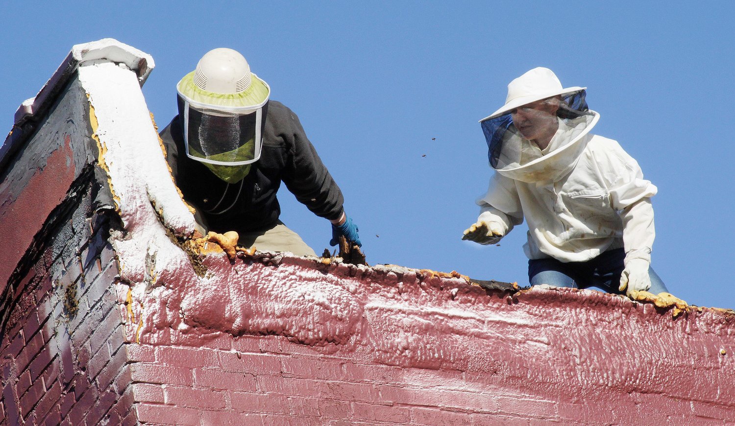 Dr. Mark Lajeunesse, left, and Tori Brumbaugh of Moberly had been on the roof of Lajeunesse's chiropractor and health fitness business located at 211 N. Clark St. the evenings of June 21-22 dressed in protective gear as they work to relocate a large size bee hive. Lajeunesse and Brumbaugh had been attempting to capture the hive's Queen bee as well as many bees as possible and safely transport them to another remote site.
