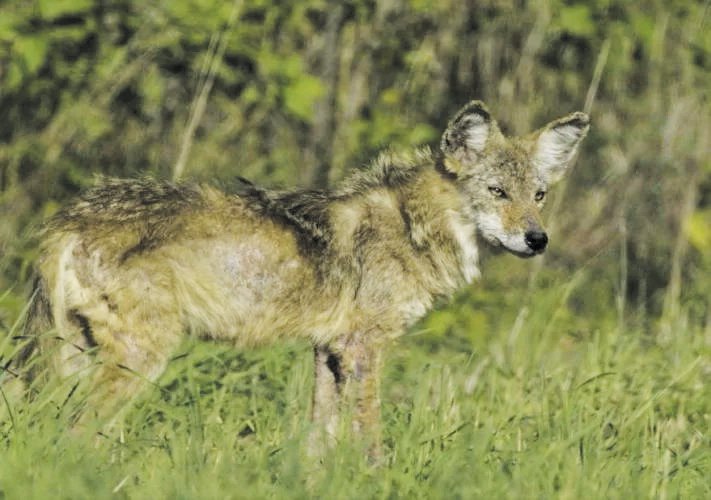 MDC is proposing extending current hunting and trapping seasons for furbears, such as coyotes (pictured), in an effort to provide additional harvest opportunity.