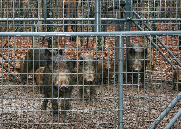 The Missouri Feral Hog Elimination Partnership removed 9,857 feral hogs from the landscape in 2021, making the total number of feral hogs eliminated more than 54,000 since 2016. (MDC photo)