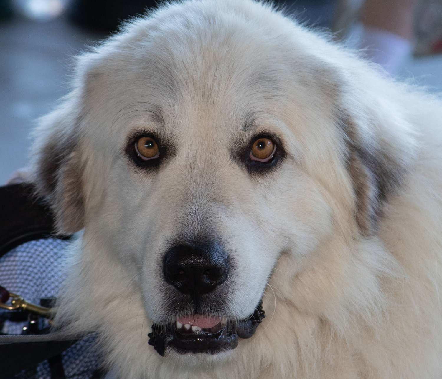 Jessa Thudium’s Great Pyrenees, Champ, relaxes after showing his skills in the rally class of Sunday’s dog show at Randolph County Fair. Champ was one of ten dogs competing with eight owners in four categories—rally, showmanship, grooming and obedience.