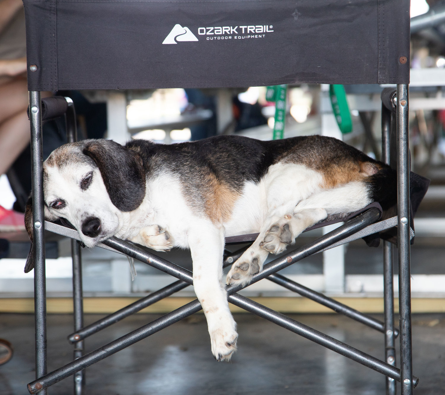 Charlie the beagle chills out before the Randolph County Fair dog show begins Sunday afternoon. Charlie belongs to Paisley Weldon of Atlanta.