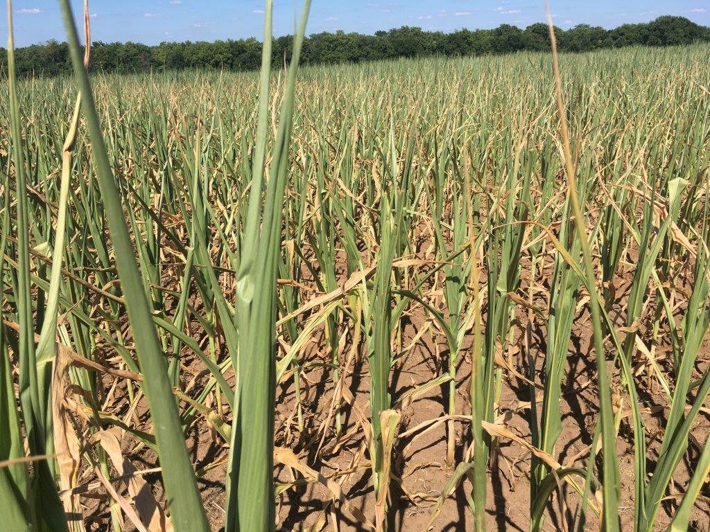 Corn leaves in Dade County burn up due to July’s heat and drought. According to the National Oceanic and Atmospheric Administration, 73% of the state of Missouri is experiencing drought.