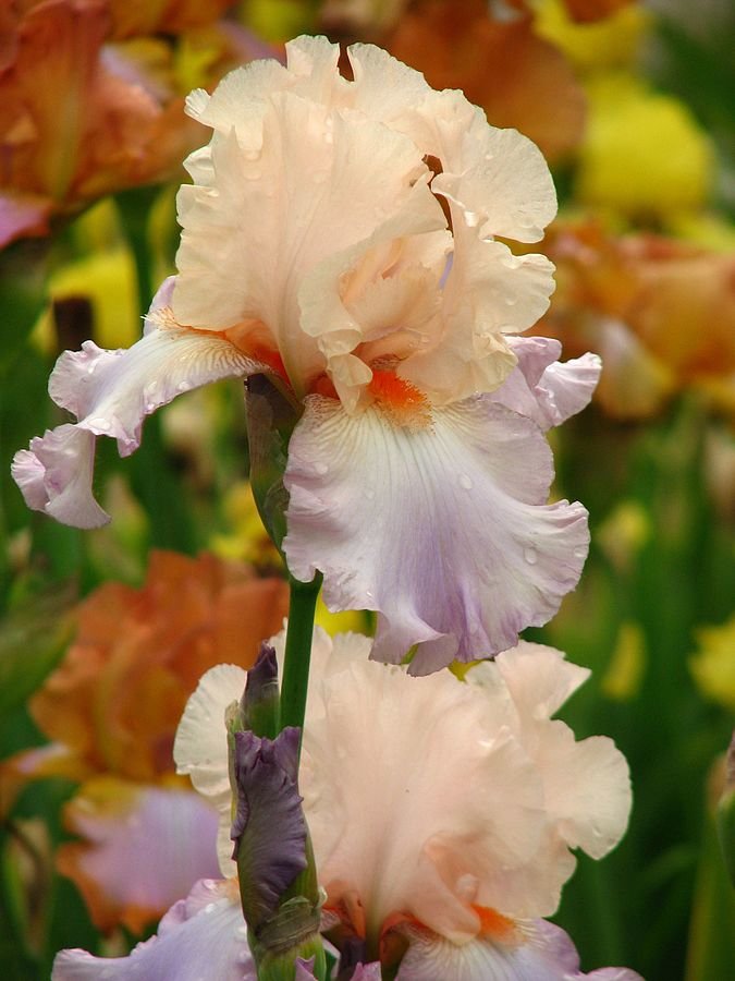 Now is the time to transplant irises, according to University of Missouri Extension. The flowers do best when established in the landscape from August to mid-October.