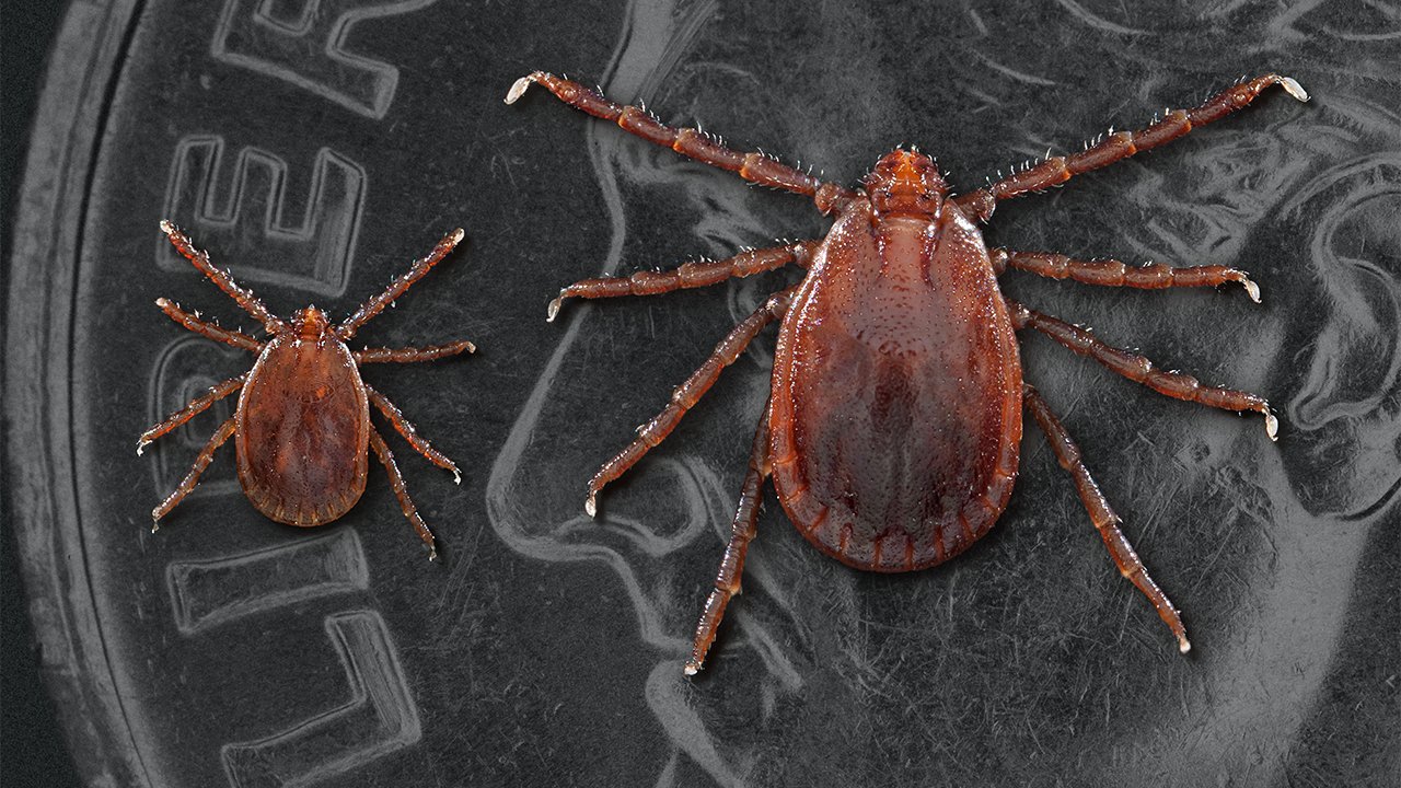 A researcher from the University of Missouri discovered two longhorned ticks in Linn County, north of Interstate 70. The ticks are known to cause illness in cattle.
