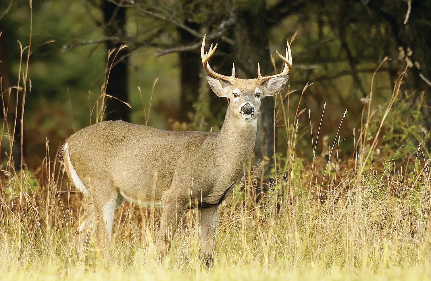 The Missouri Department of Conservation reports as of Nov. 22, 255,754 deer have been harvested across the state in 2022, including 2,411 in Randolph County.