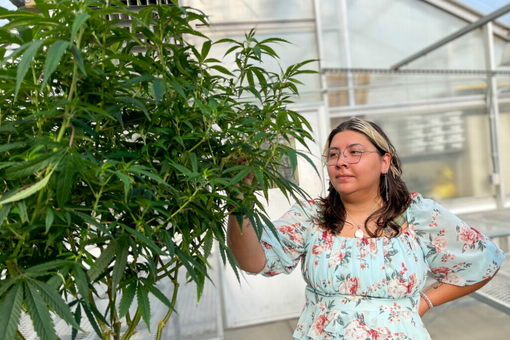 Karina Hernandez, horticulture student at St. Louis Community College at Meramec, visits the greenhouse on her first day of introduction to cannabis (Rebecca Rivas/Missouri Independent).