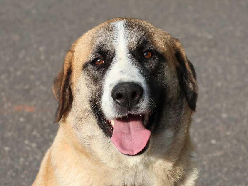 Cedar: Anatolian/St.Bernard? We don’t know, we just know that Cedar is sweeter than a sweet tater and we don’t know why she’s still here. She’s great on a leash, loves to ride with the windows down and loves everyone she meets!