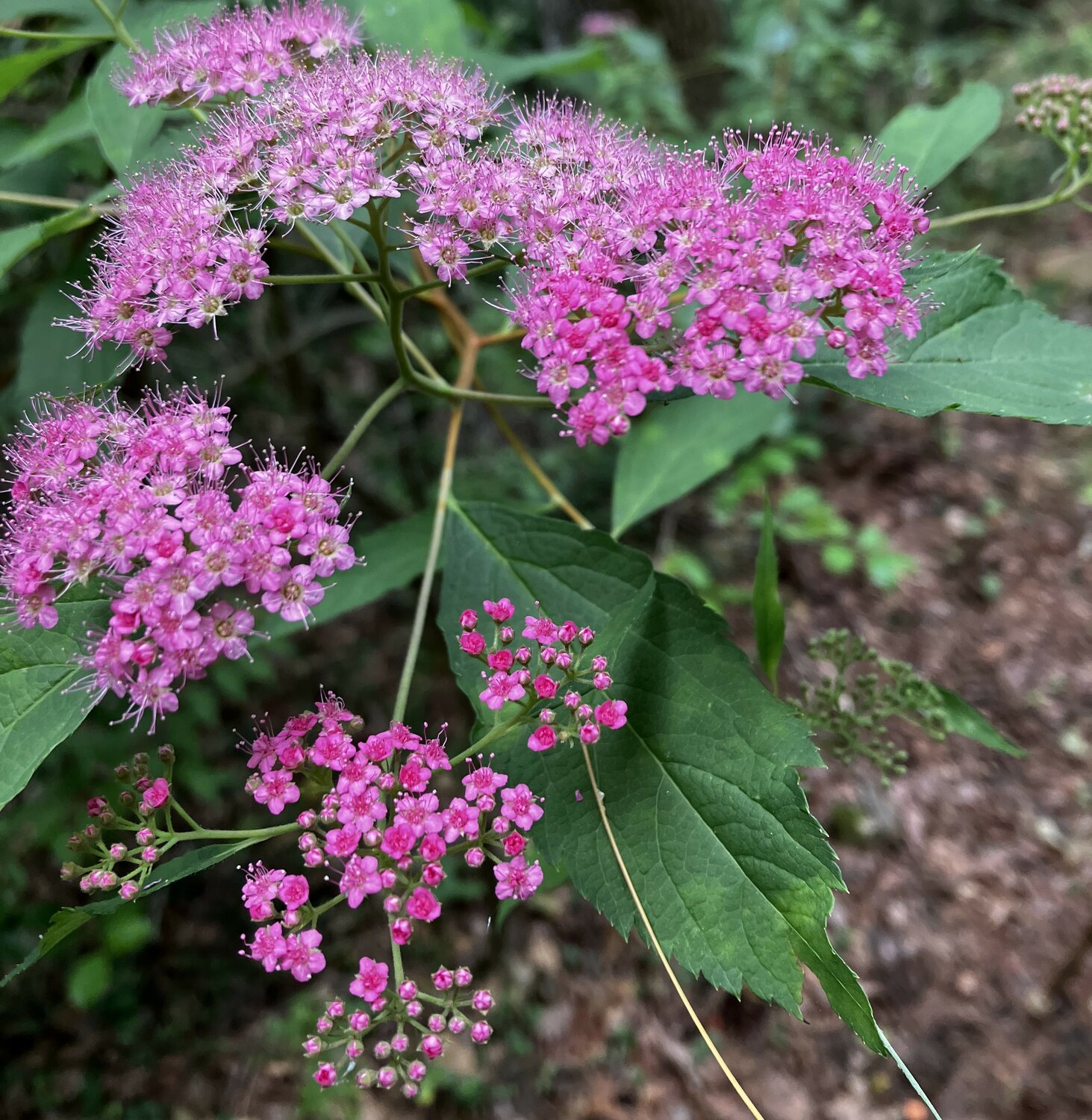 This photo of a blooming Japanese Spirea (Spiraea japonica) was taken during a hike last weekend at Valdese Lakeside Park. These plants typically bloom from May until August and can grow to be four feet tall.