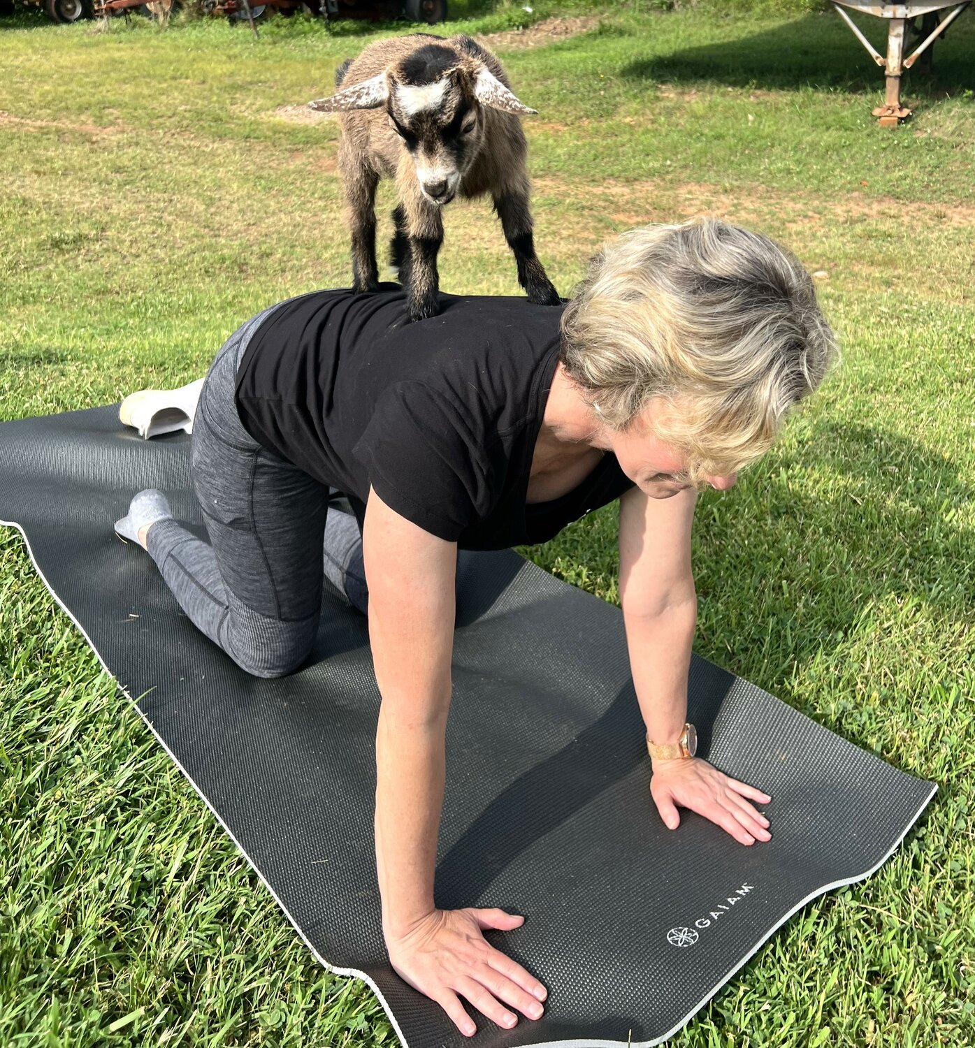 Yoga mixes with goat cuddles for happy hour - The Paper