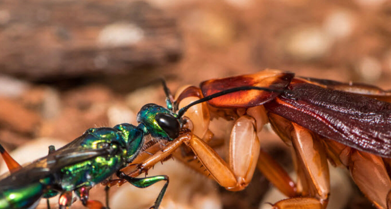 The Battle Of The Bejeweled Jeweled Wasp And The Zombie Cockroach The Paper