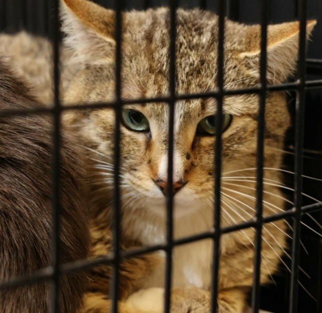 New program reducing euthanizations of feral cats in Burke - The Paper