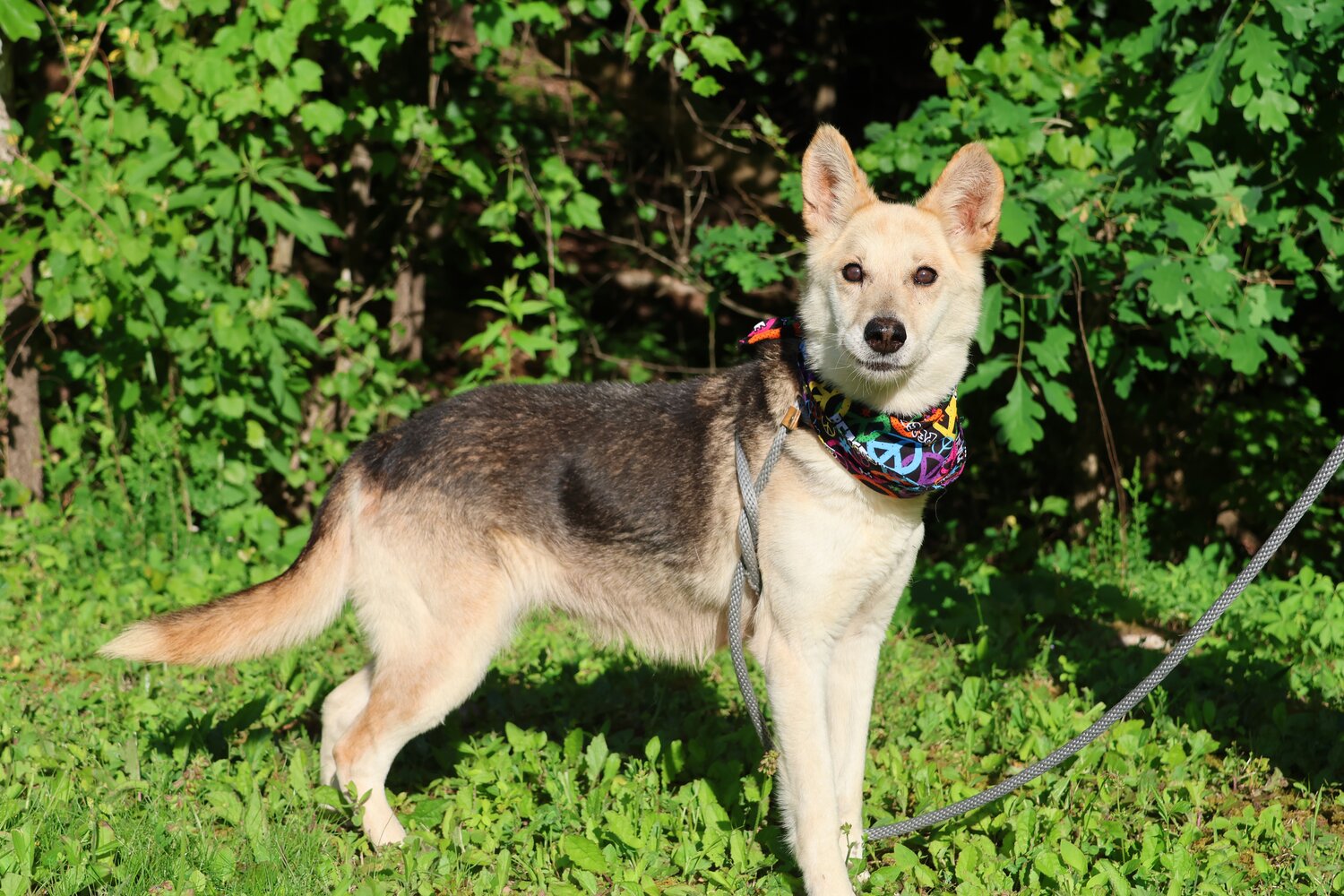 Buster: Our longest resident! - The Paper