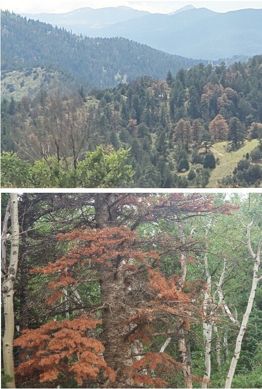 Speaking for the trees Top: Trees along the Central City Parkway show signs of distress. Bottom: Exploring the mountain roads on the way to Gold Hill, shows dead trees that have dried out needles. PHOTOS BY POLINA SAVICH