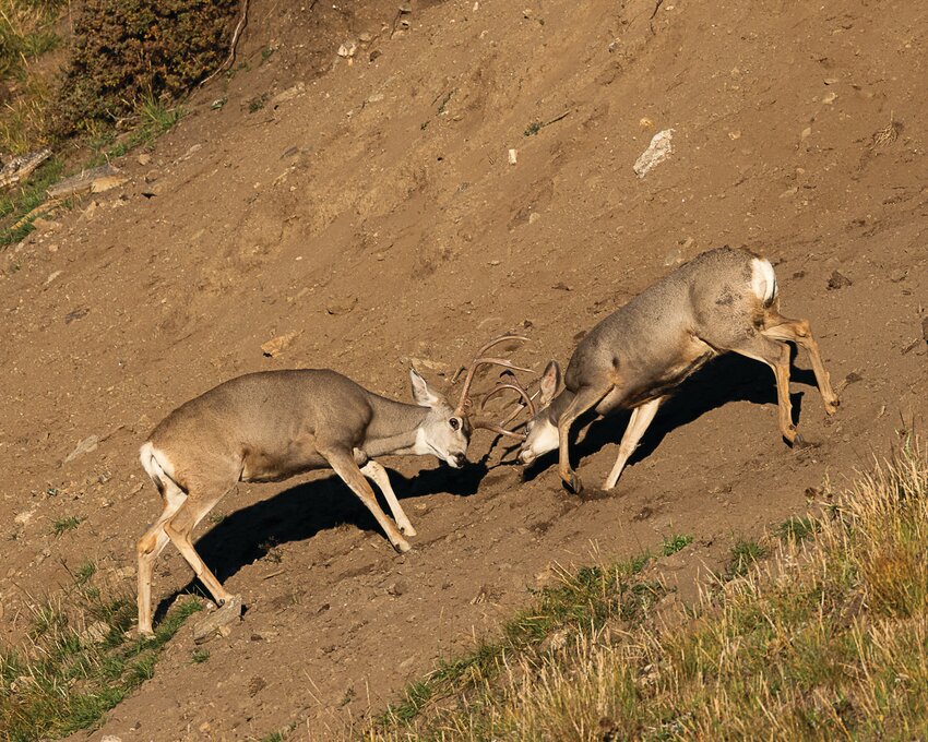 Two bucks square off in Rocky Mountain National Park.