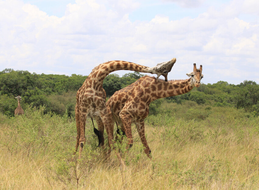 Masai giraffesCompeting for females.