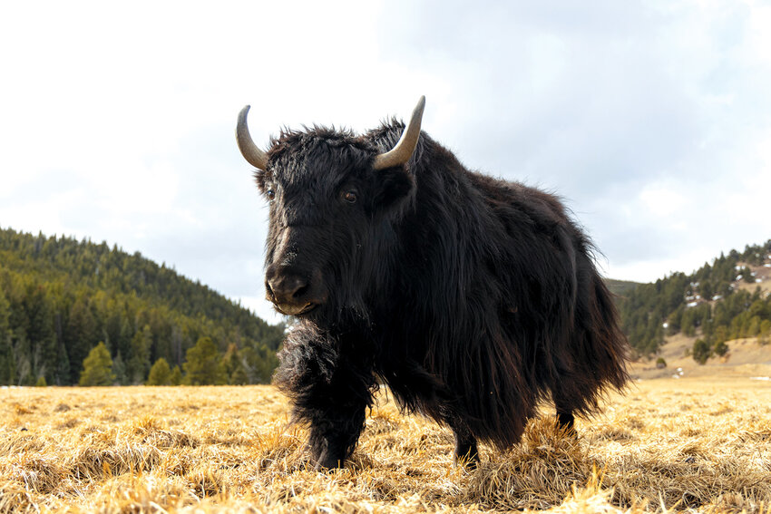 Life on the ranch A yak walks across the field in Rollinsville on February 5, 2025.