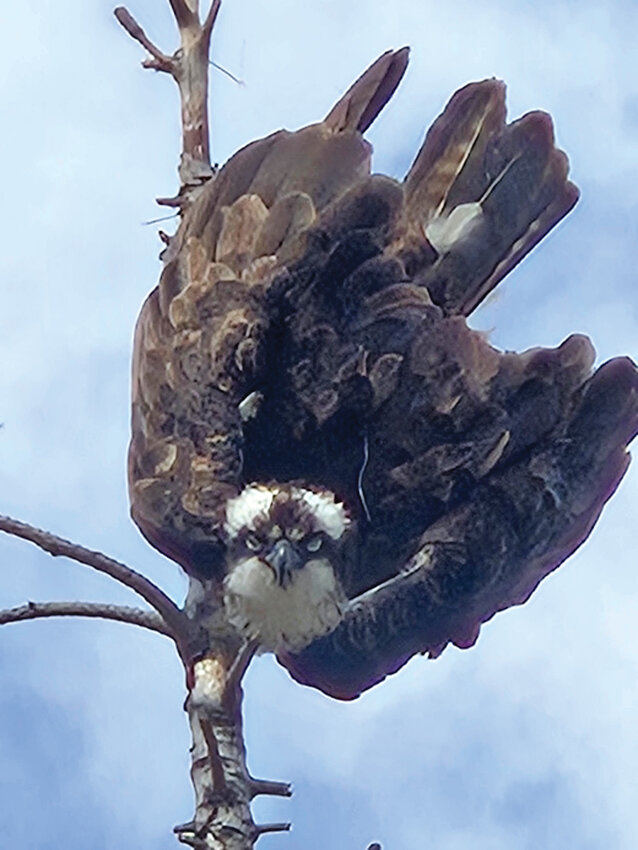 Rescue neededLucky caught inextricably in fishing line.