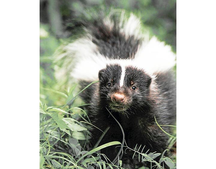 BE ALERT -- Skunks are prowling in West Texas and are known carriers of rabies. -- COURTESY PHOTO