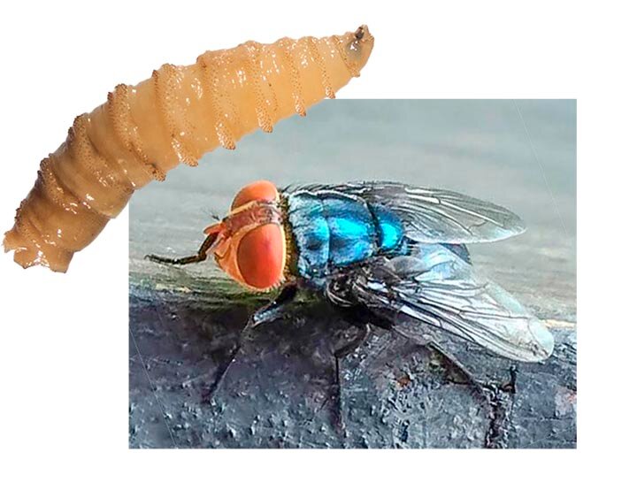 A New World Screwworm larva  and an adult Screwworm Fly