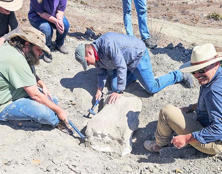 DIGGING UP BONES -- Sul Ross State University geology students excavate the fossilized vertebra of an Alamosaurus, the largest known land-dwelling animal to have lived in North America. --  COURTESY PHOTO