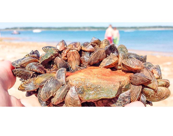 ZEBRA MUSSELS -- Zebra mussels are highly invasive freshwater mollusks, introduced to the United States in the late 1980s. These small mussels grow to only approximately 1.5 inches long but are considered one of the most destructive invasive species in North America. Invasive mussels, unlike native mussels, can attach to nearly any hard surface and form dense colonies. --  COURTESY PHOTO