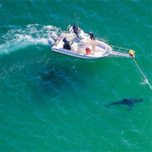Large Marge, a great white shark tagged by the Atlantic White Shark Conservancy, swims out in front of researcher Greg Skomal on the pulpit of the boat.