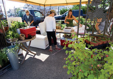 Butler and Wallace sell the fruits – and vegetables – of their labor at the Nantucket Farmers and Artisans Market, held the first half of the summer in the rear parking lot of the Dreamland Theater.