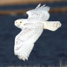 A Snowy Owl fixes the photographer with a stare.