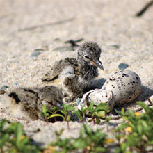 Oystercatcher chicks recently hatched.