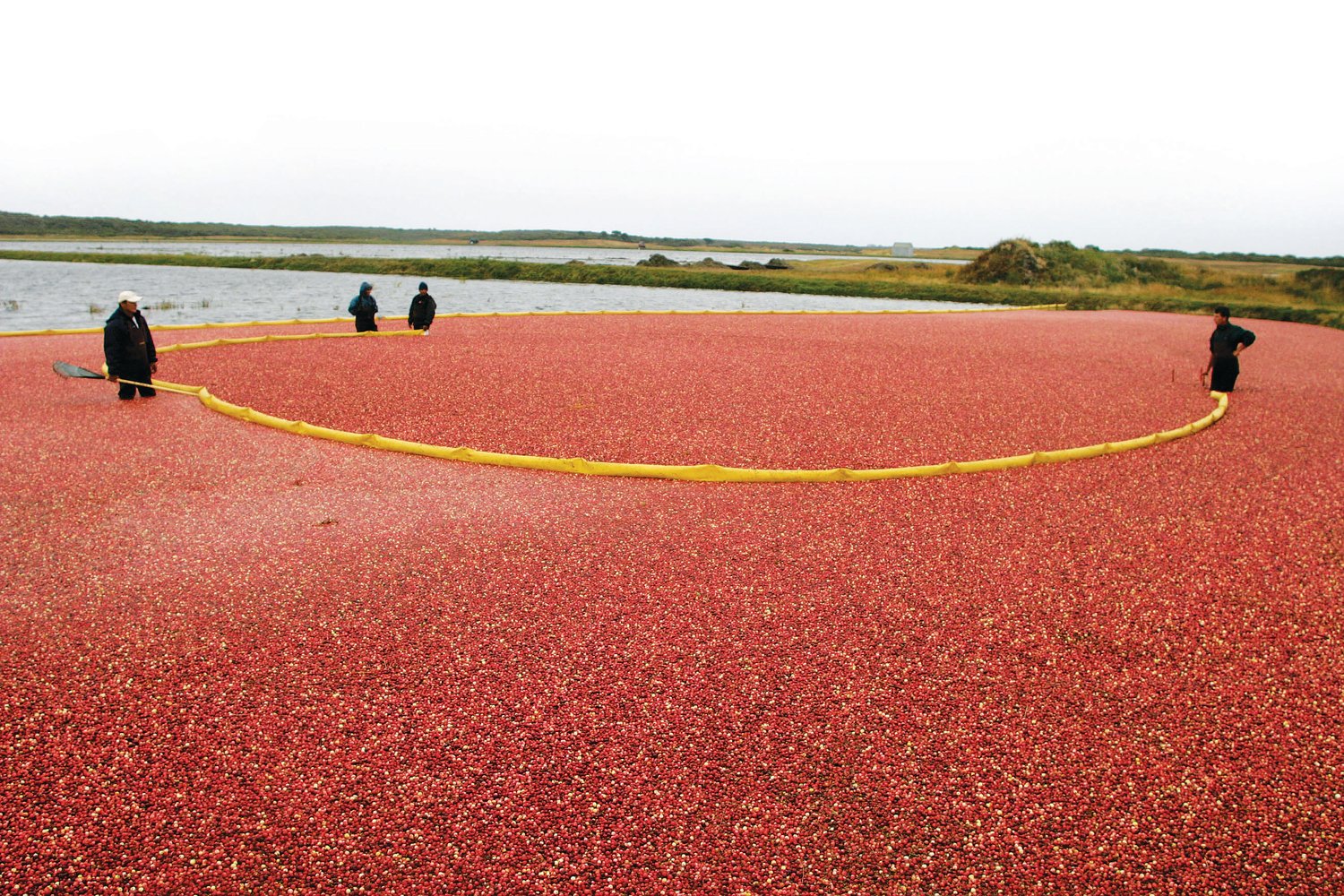 photo by Jim Powers.Cranberry harvesting, Sunday, October 3, 2004.