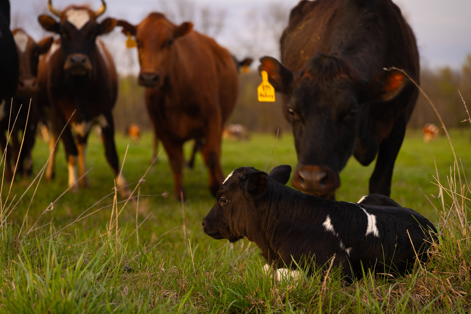 Welcoming a new calf in Lisbon