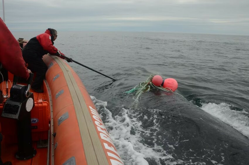 Joe Howlett rescues an entangled whale.