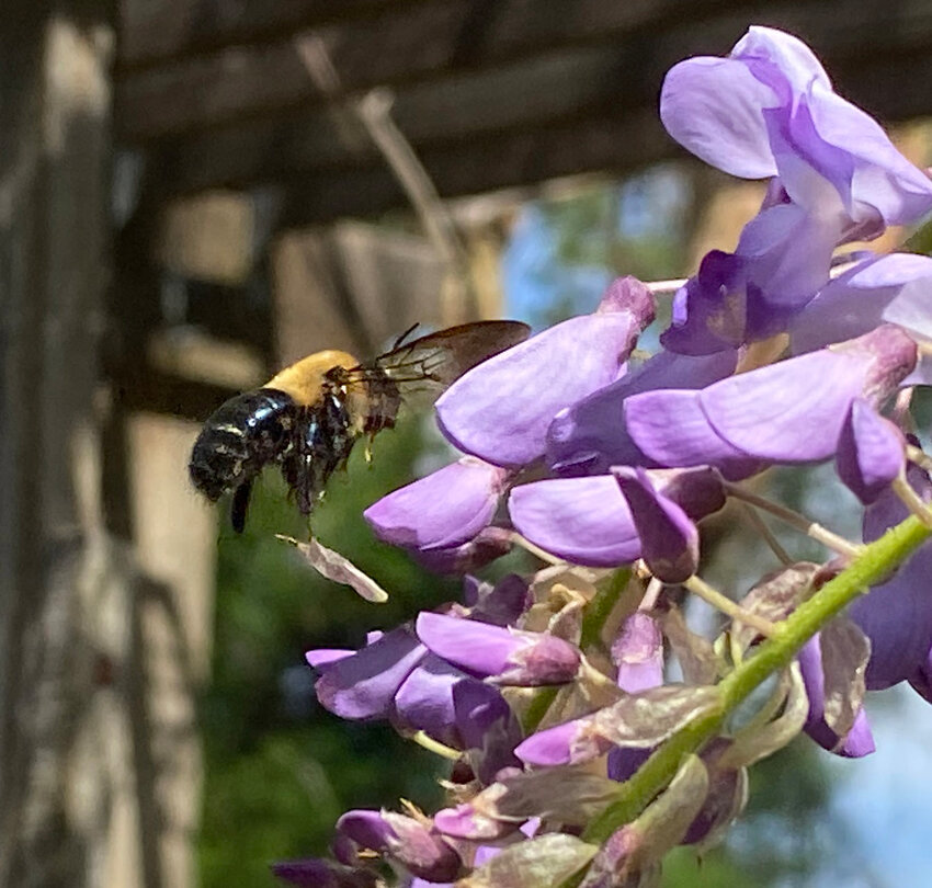 A bee enjoys the wisteria blossoms.