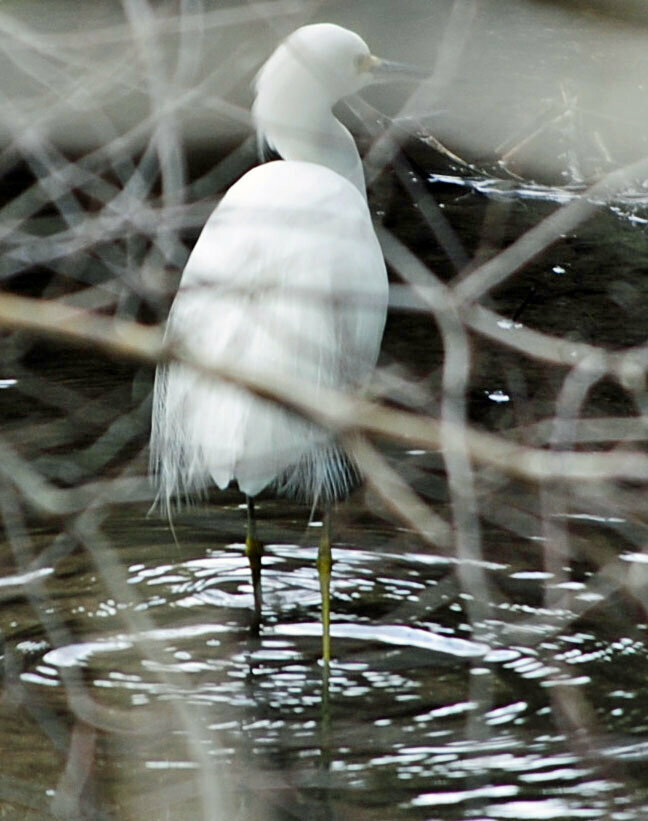 Sherri Sapp - Egret