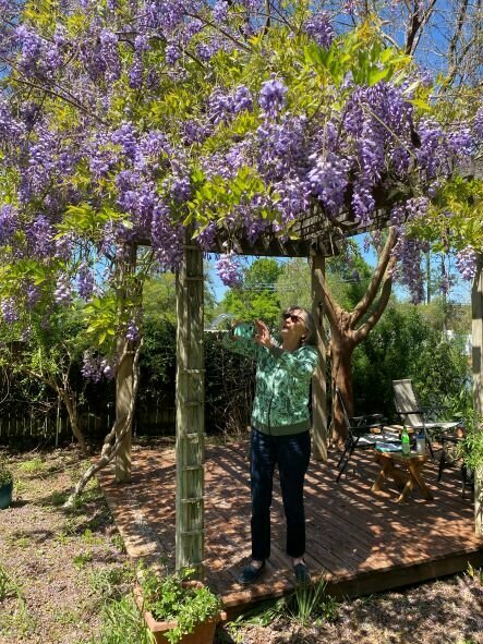 Pat's Wildways: Wisteria! - Fernandina Observer