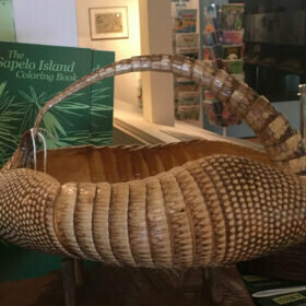 Pat’s Wildways: Armadillos - Fernandina Observer