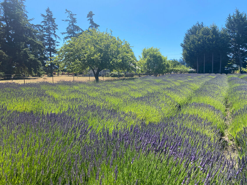 Sprigs of lavender are dried to concentrate their oils.