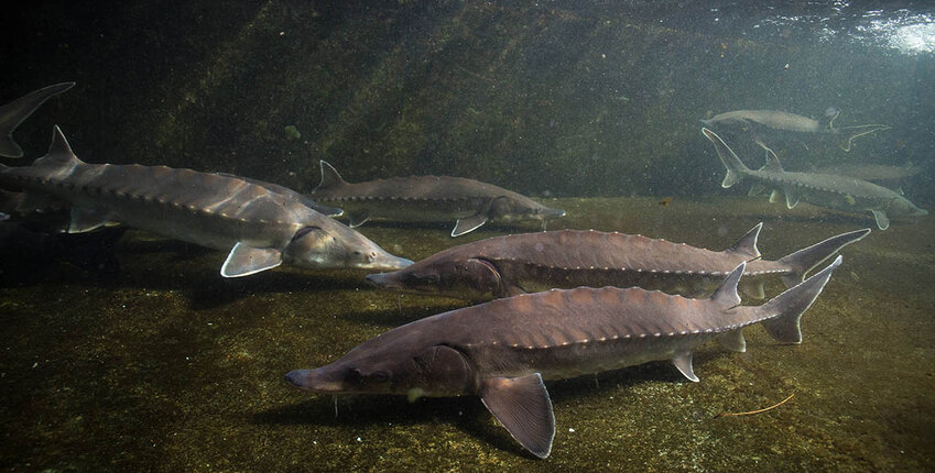 Sturgeon (Acipenser oxyrhynchus) require a clean bottom substrate, free of sedimentation, for the successful development of their eggs.