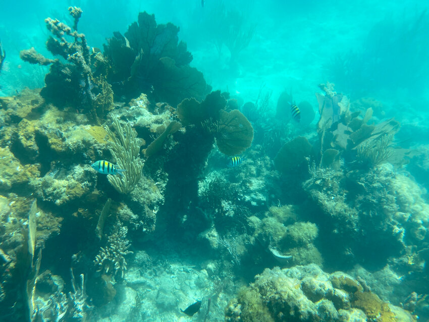 Snorkeling in mangroves usually means poor visibility.