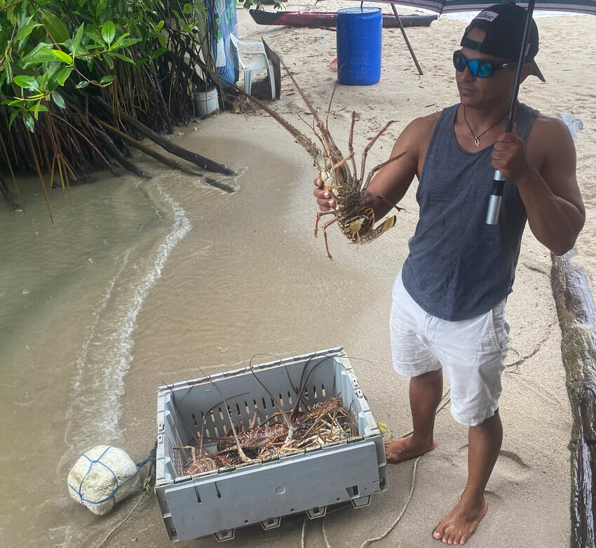 Gayo always has live lobsters for sale during the season.