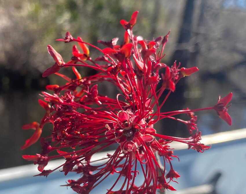 Female red maple flowers beginning to fruit.