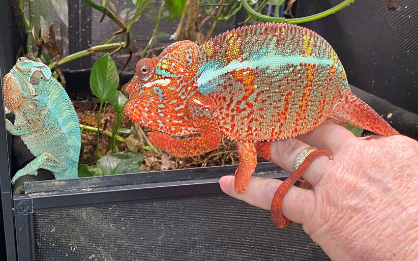 To more vivid tones when he eyes another chameleon.