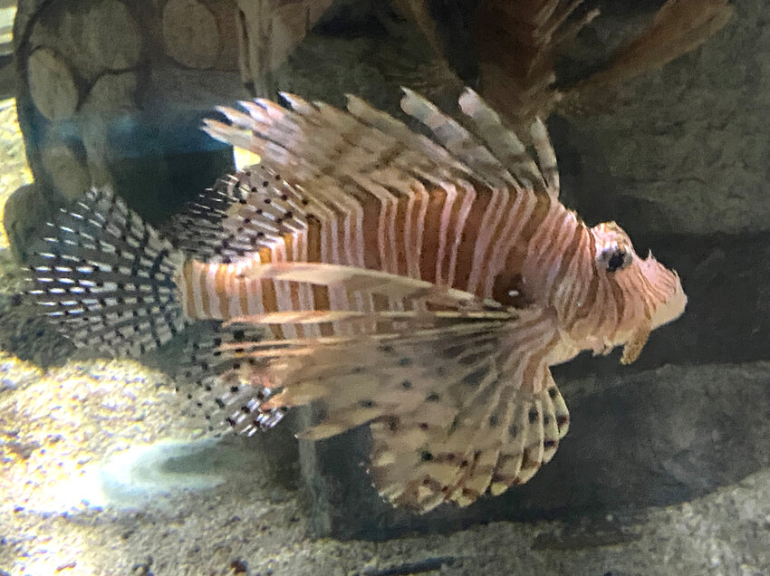 Lionfish are attractive when alive and cause no problems in their native tropical waters of the Pacific.