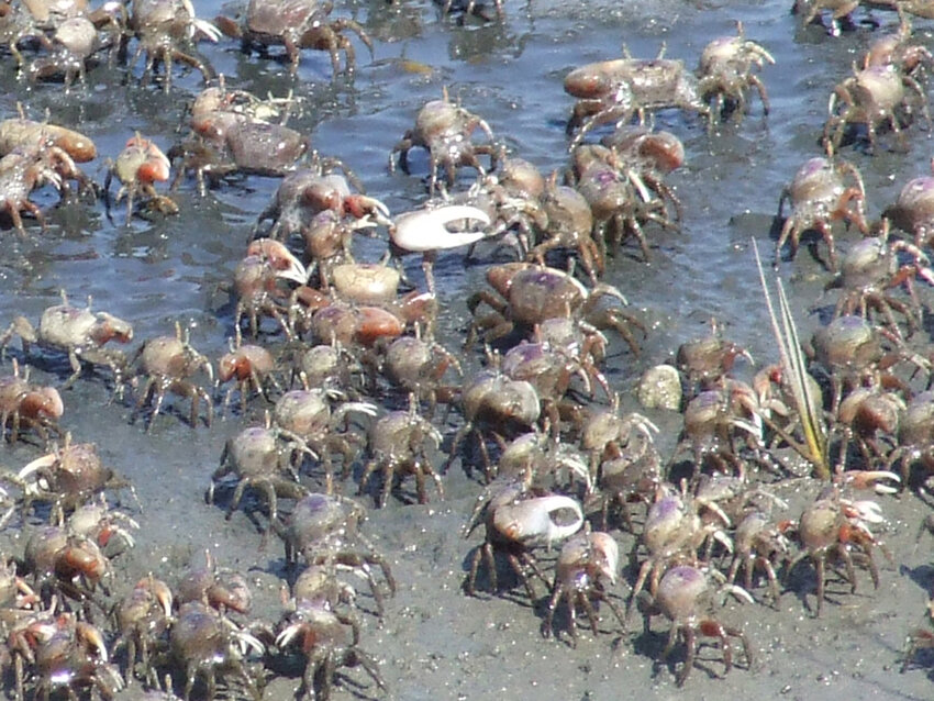 Sometimes fiddler crabs migrate in an “army.”