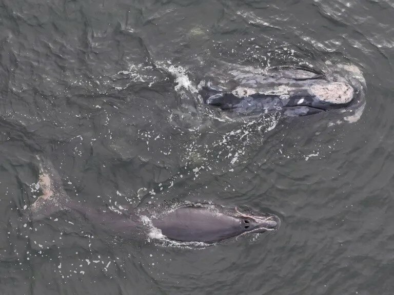 Calf of right whale Catalog #2430 ‘Minus One’ was sighted about 6 miles off Amelia Island, Florida on December 9, 2024 with its mother.