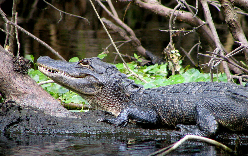 An alligator on the Wekiwa Springs Run in Wekiwa Springs State Park, Apopka, Fl.