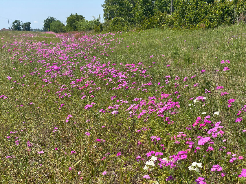 Phlox blooms along U.S. Highway 27 west of Gainesville.