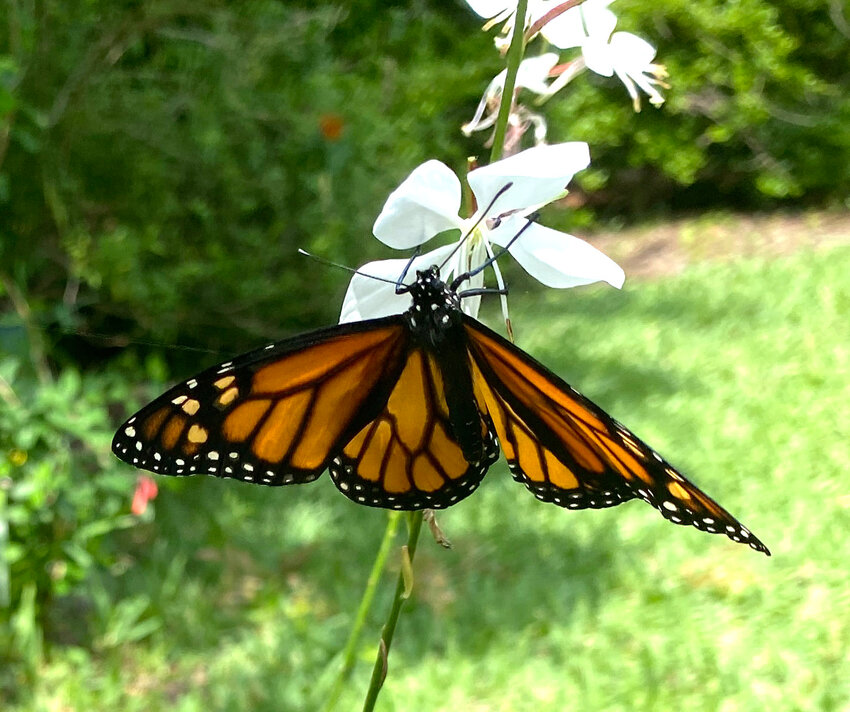 The topside of a monarch butterfly feeding on a flower.
