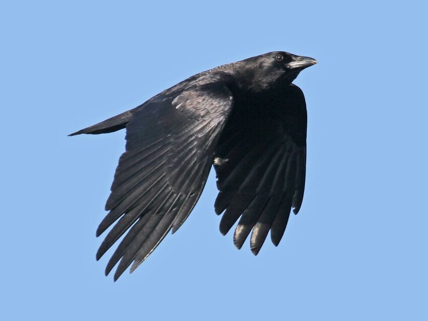 American crow.